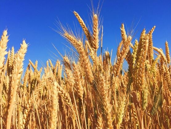 Golden wheat growing in a field under a clear blue sky.