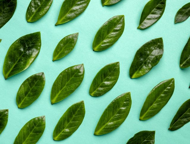 Shiny green leaves arranged diagonally on a solid mint-colored background.