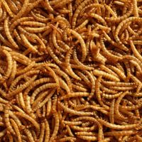 Yellow mealworm